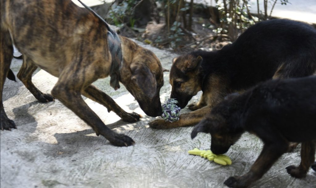 ADOPCIÓN, OPORTUNIDAD DE VIDAPARA ANIMALES  ABANDONADOS