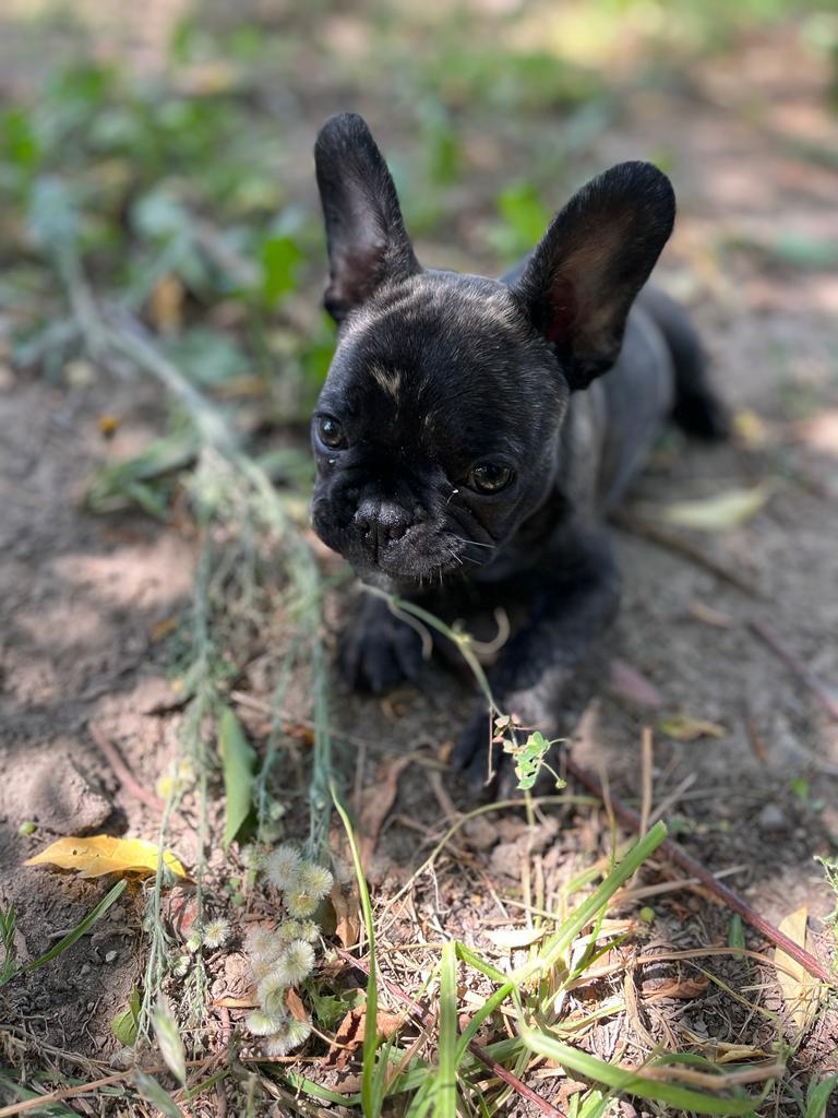 PROTECCION CIVIL DE TECÁMAC RECOMIENDA CUIDAR A LAS MASCOTAS POR GOLPE DE CALOR