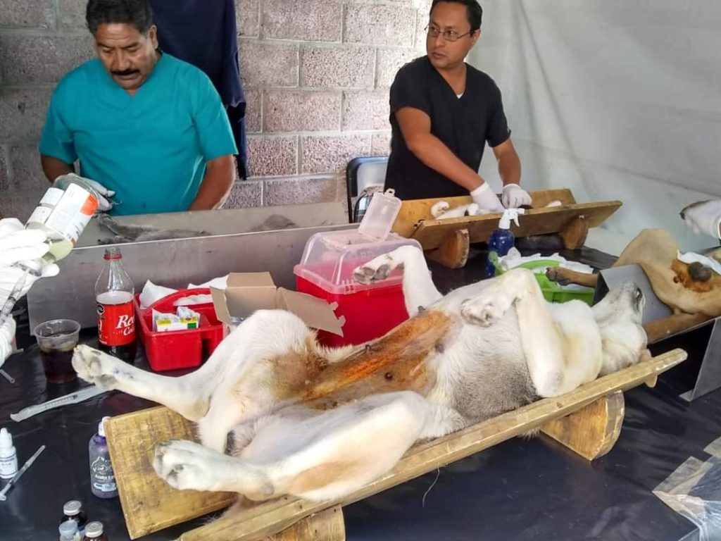 FINALIZA JORNADA DE ESTERILIZACIÓN GRATUITA EN LA COLONIA SAN JUAN EVANGELISTA, COMUNIDAD DE TEOTIHUÁCAN