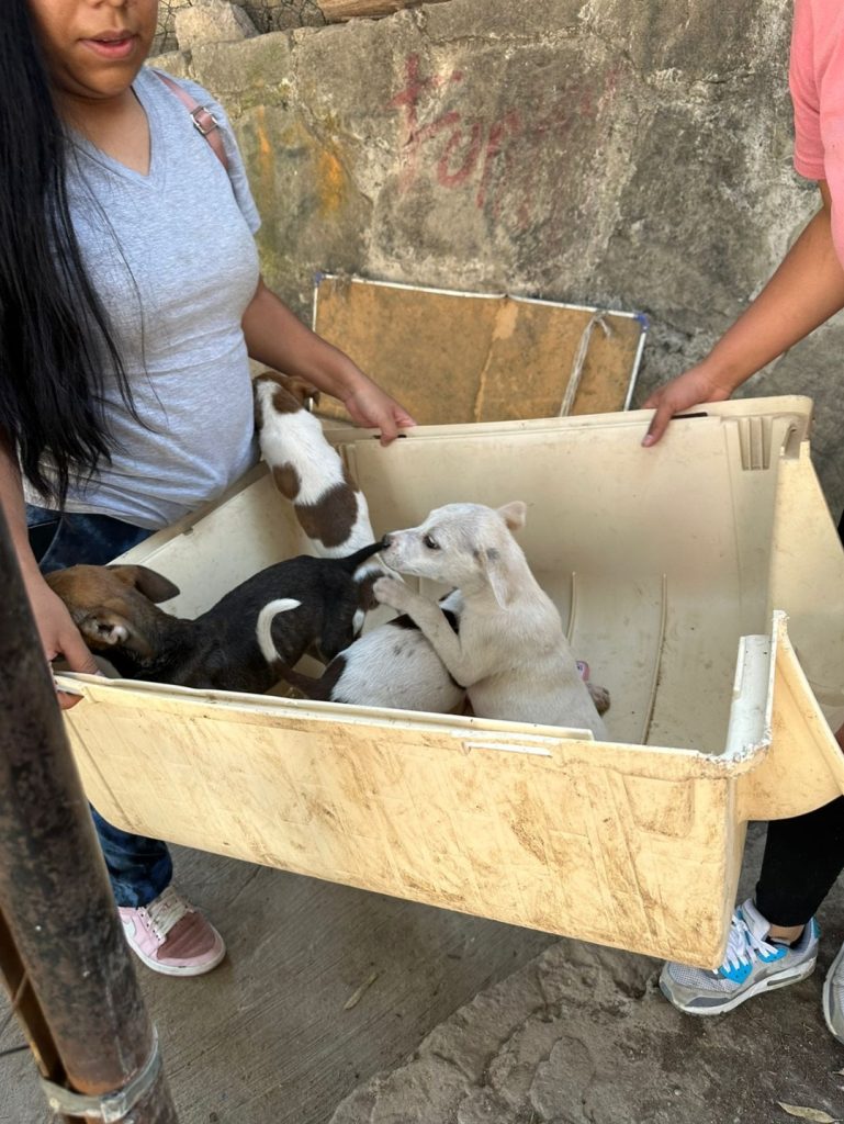 BIENESTAR ANIMAL DE NAUCALPAN RESCATAA 13 PERROS DE UN PREDIO MUNICIPAL INVADIDO