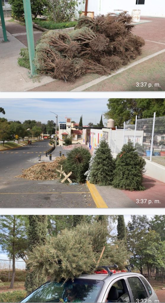 GRAN RESPUESTA EN TECÁMAC  PARA  RECICLADO EN ÁRBOLES  DE NAVIDAD